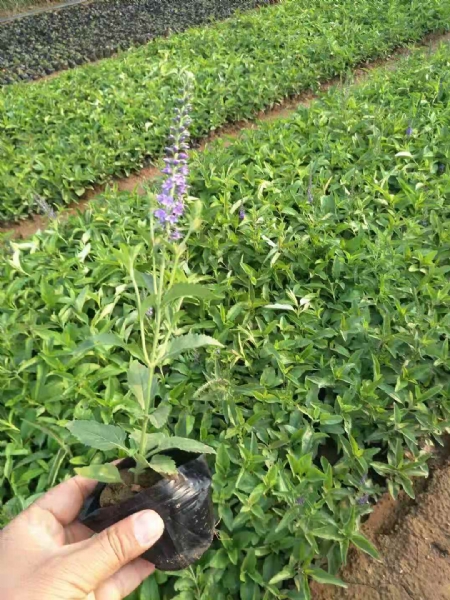 種植基地